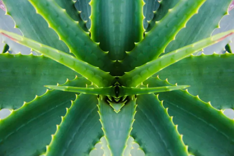 Argile Verte Sous Les Pieds Bienfaits