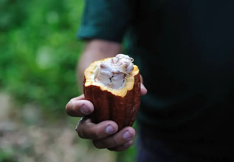 bienfaits de la fève de cacao