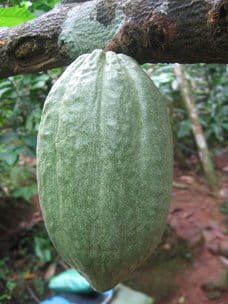 vertus des fèves de cacao crues