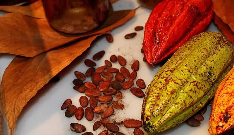 comment consommer la fève de cacao