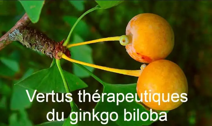 vertus thérapeutiques du ginkgo biloba