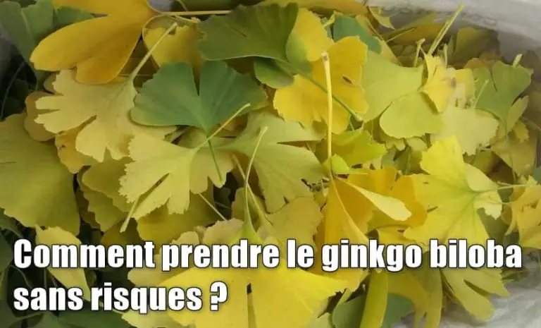 Comment prendre le ginkgo biloba ?