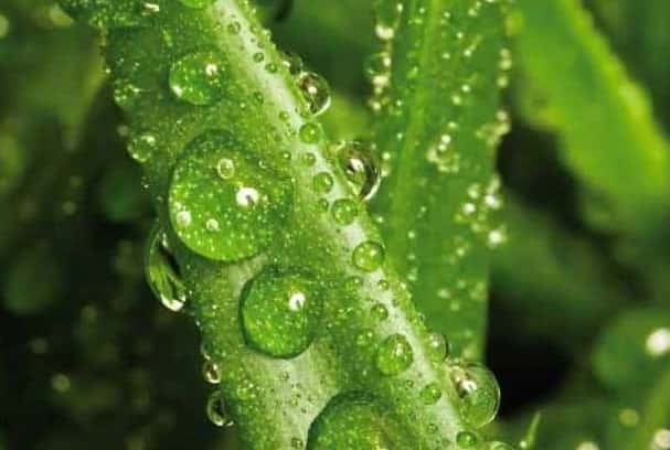 Comment utiliser la spiruline pour les cheveux 2