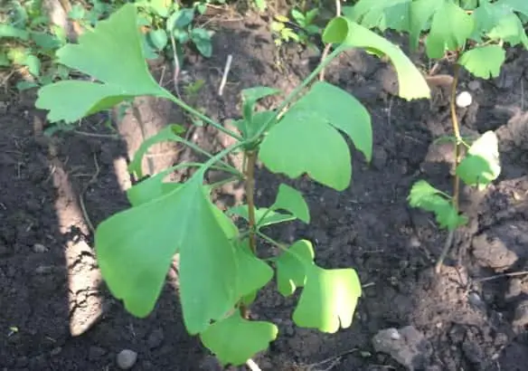 Comment utiliser les feuilles de Ginkgo biloba 