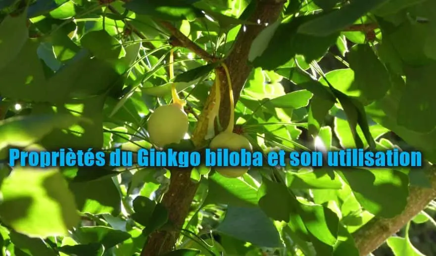 Propriétés du ginkgo biloba et son utilisation 1