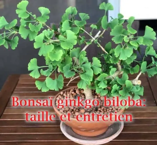 bonsaï avec un ginkgo biloba, taille et entretien 1