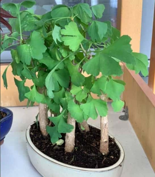 bonsaï avec un ginkgo biloba, taille et entretien 2