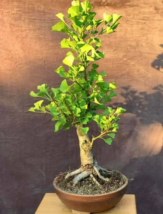 bonsaï avec un ginkgo biloba, taille et entretien 3