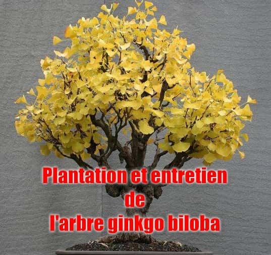 plantation et entretien de l'arbre ginkgo biloba