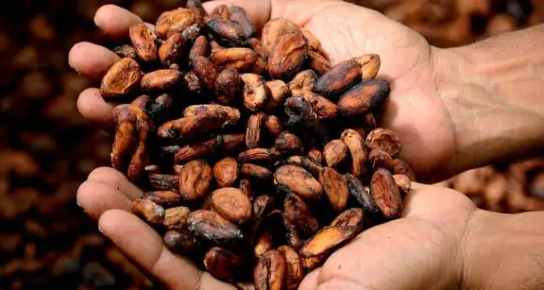 Comment faire du chocolat avec des fèves de cacao