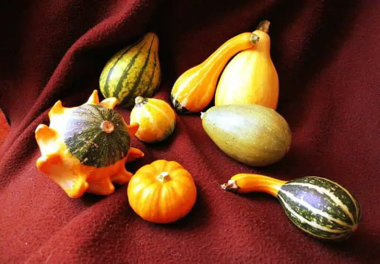 Courges non comestibles et toxiques Comment les reconnaître? — free download