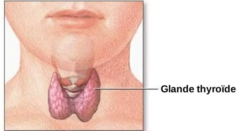 Ginkgo biloba et cancer de la thyroïde 1