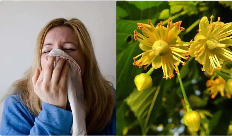 Allergies au tilleul 1