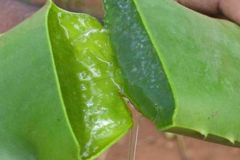 Recettes d’aloe vera pour maigrir et perdre du poids