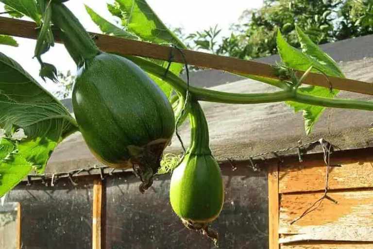 Cultiver La Courgette Et La Courge En Hauteur Entretien Arrosage