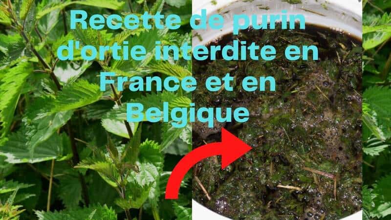recette du purin d’ortie est interdite en France et en Belgique