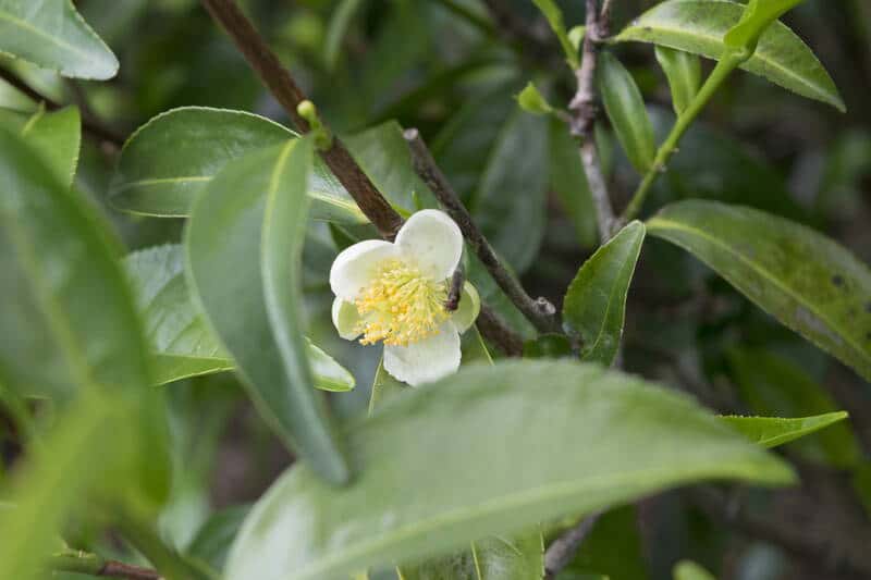 Huile essentielle de tea tree pour soigner les verrues 3