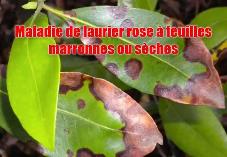 Maladies du laurier rose avec des feuilles marron ou sèches 1