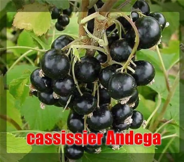 cassissier Andega (variétés de cassissier en France et dans le monde)