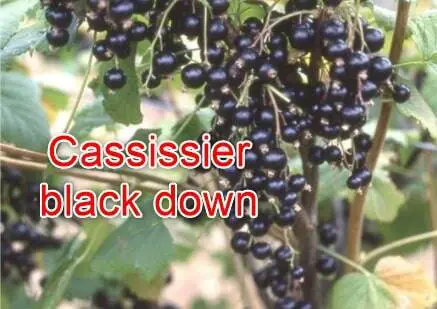 cassissier black down
