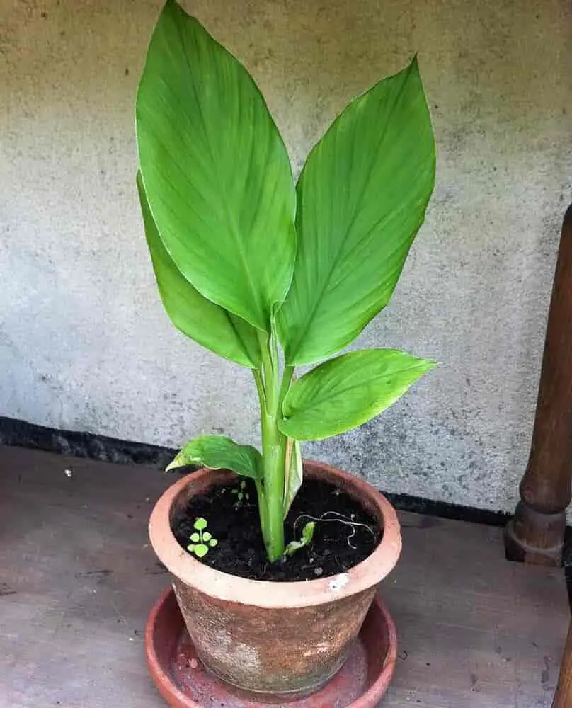 plante curcuma en pot 2