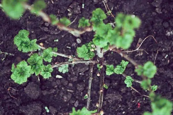Comment planter un cassissier de bourgogne 