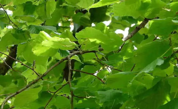 arbre de tilleul commun