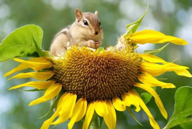 Comment manger des graines de tournesol ? Et autres infos utiles!