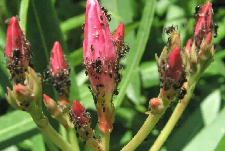 Comment tuer les pucerons sur le laurierrose ?