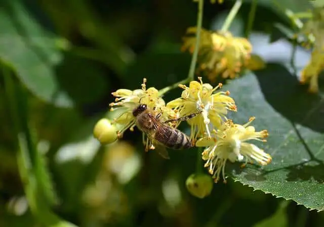 une abeille qui butine une fleur de tilleul