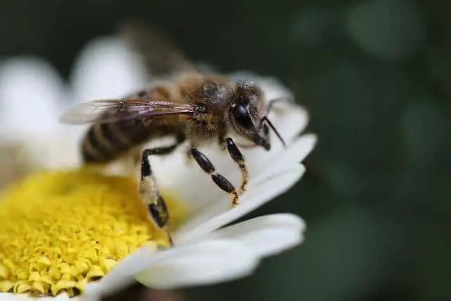 une abeille qui butine
