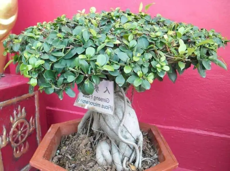 Guide d’entretien du ficus ginseng [planter, arroser, rempoter...]