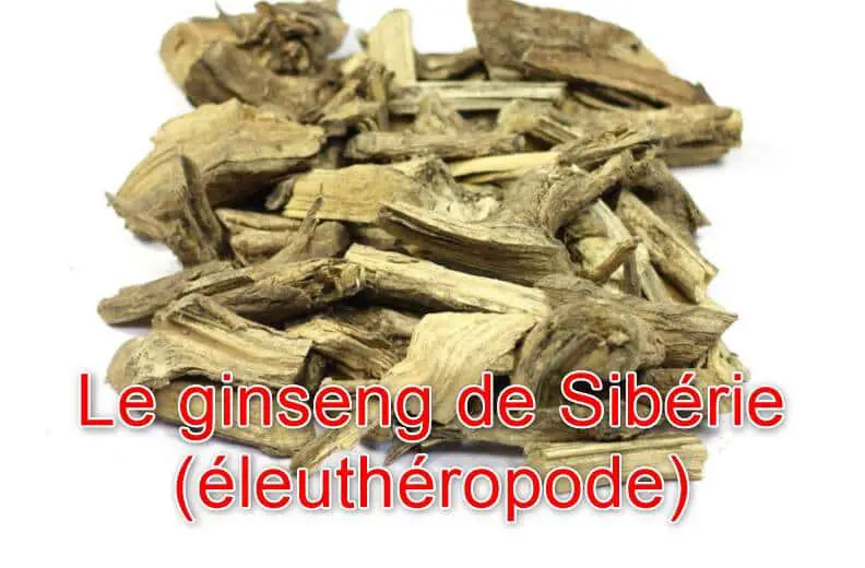 Le ginseng de Sibérie (éleuthéropode) 