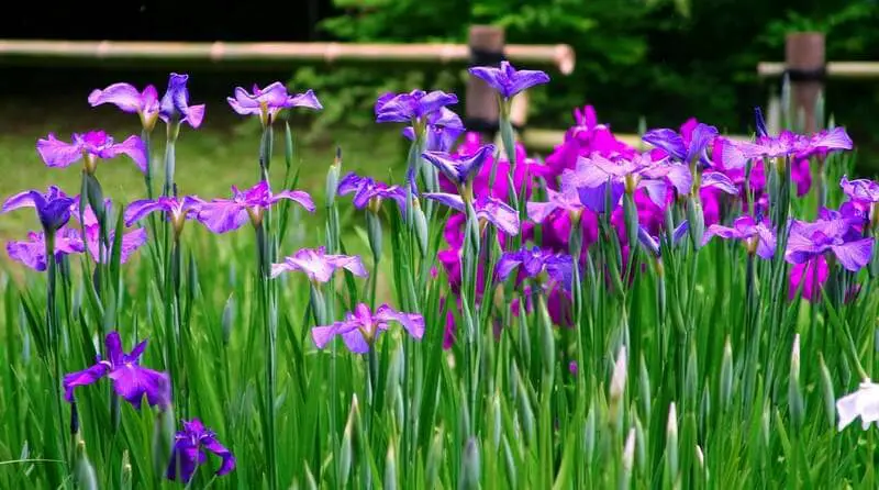 champs d'iris (que planter avec des iris)