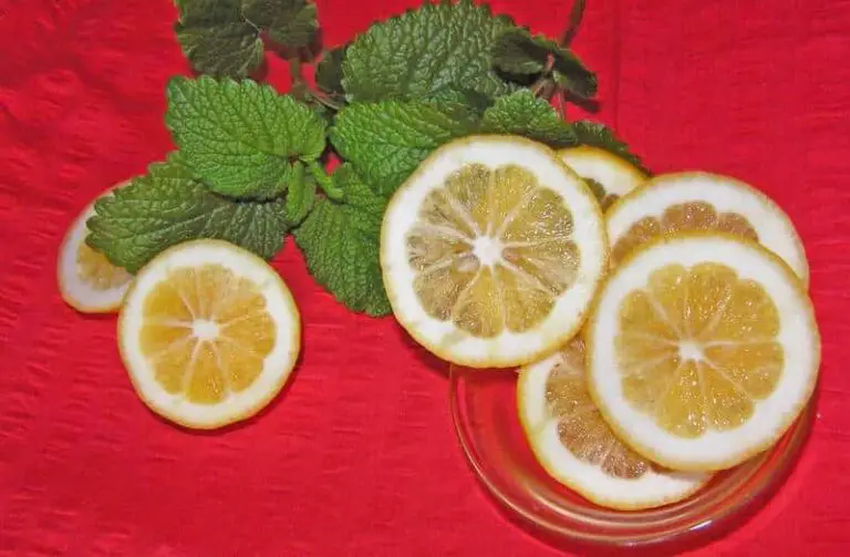 Que faire avec de la mélisse citronnelle [recettes et propriétés]