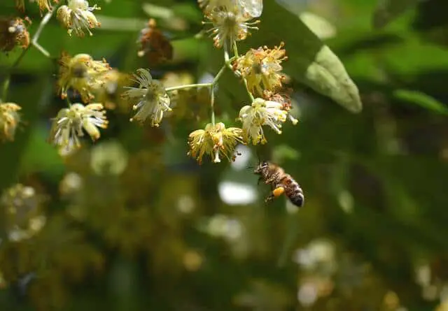 floraison du tilleul et les abeilles