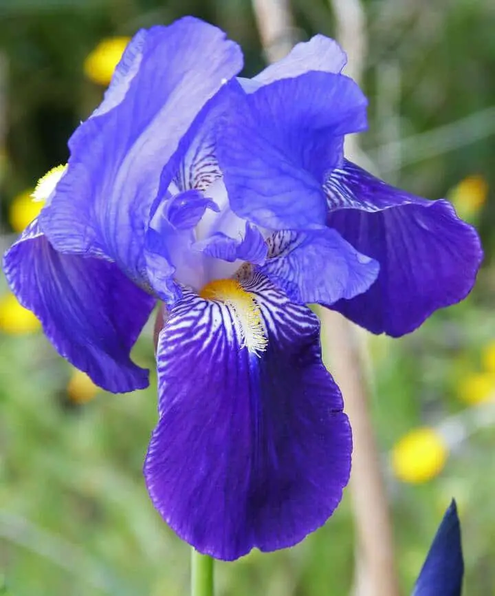 une belle fleur d'iris