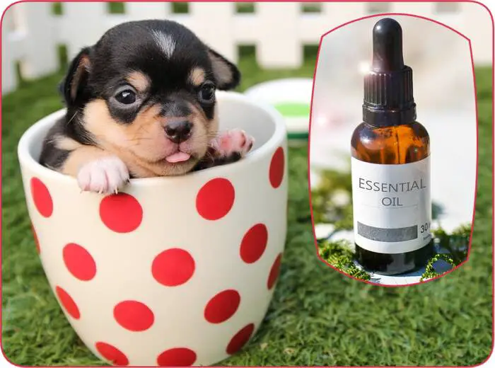 Comment utiliser les huiles essentielles pour la dermatite des chiens