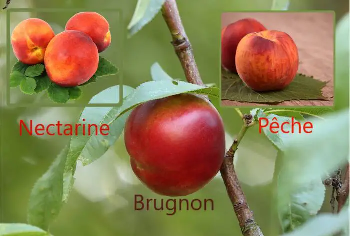 différences entre brugnon et nectarine