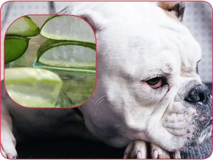 Aloe vera pour un chien qui se gratte