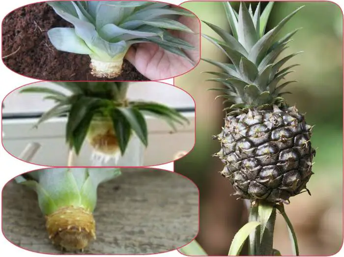 Comment planter une bouture d’ananas