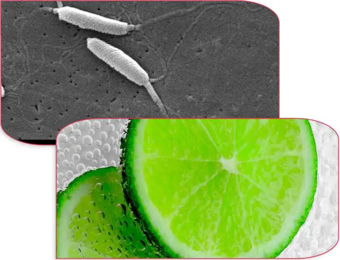 Comment utiliser le citron pour tuer l’Helicobacter Pylori définitivement