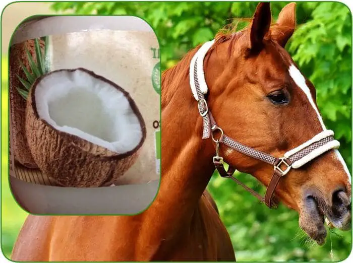 Huile de coco pour soigner la dermite du cheval