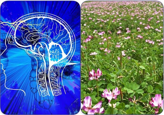 bienfaits de la plante d’astragale pour le cerveau et la mémoire