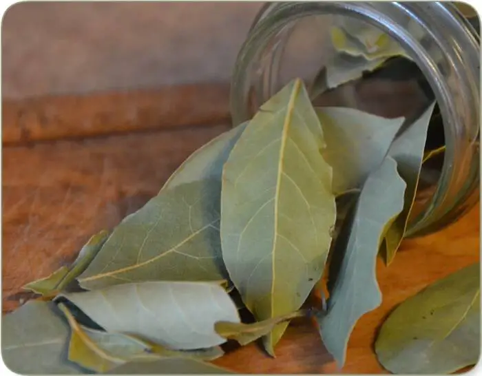 Recette de thé aux feuilles de laurier 