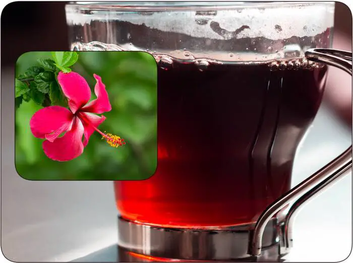 Bienfaits du thé à l'hibiscus pour la perte de poids